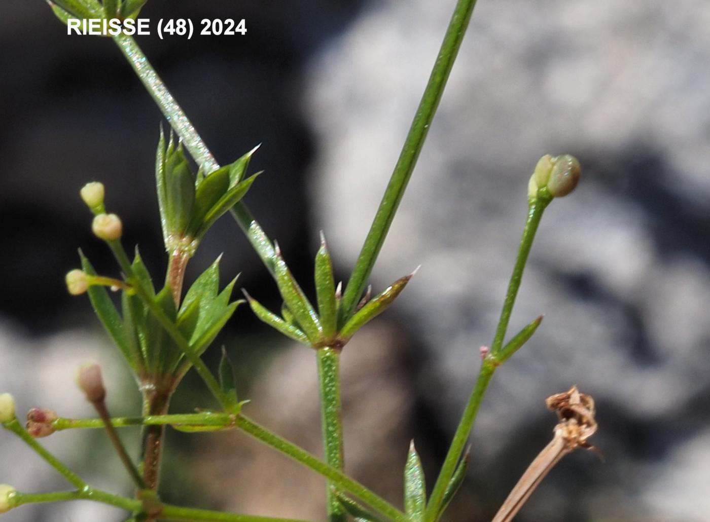 Bedstraw, [Mossy] fruit